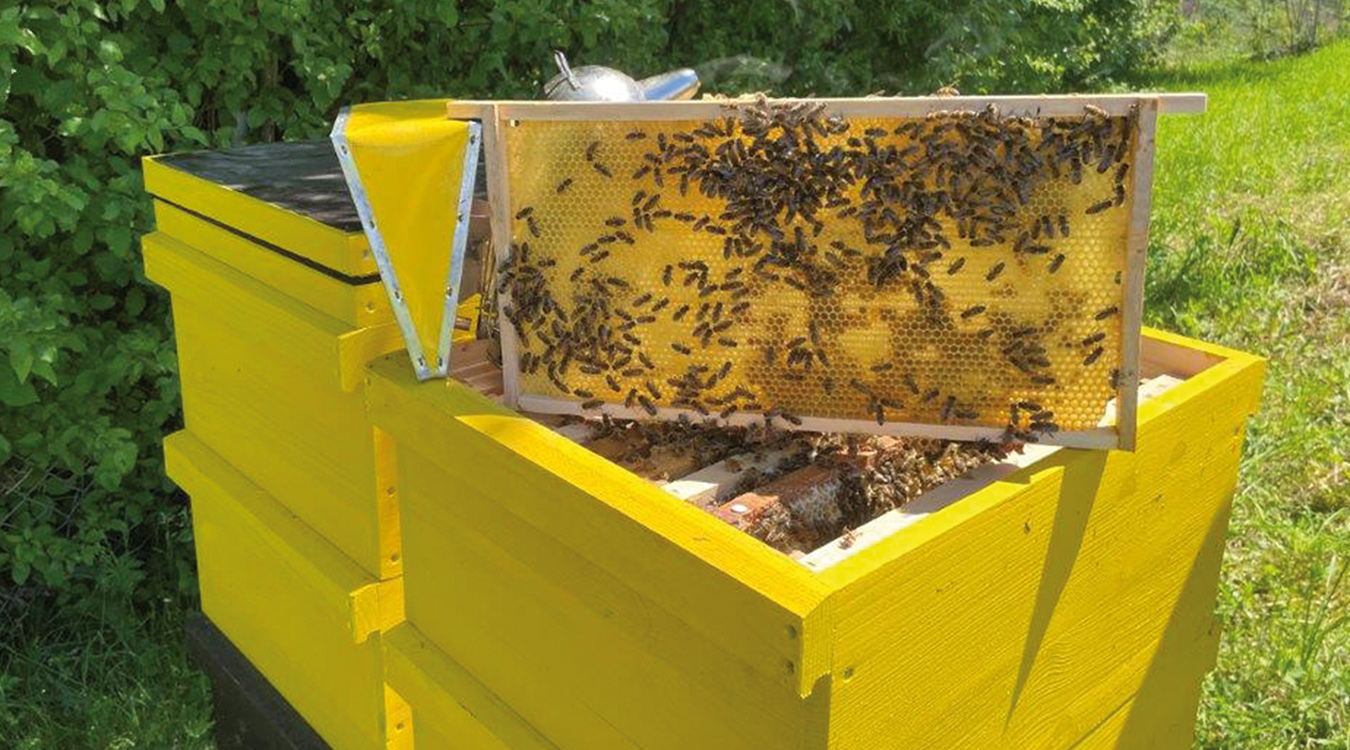 Stadtwerke Mosbach Naturschutz Biene