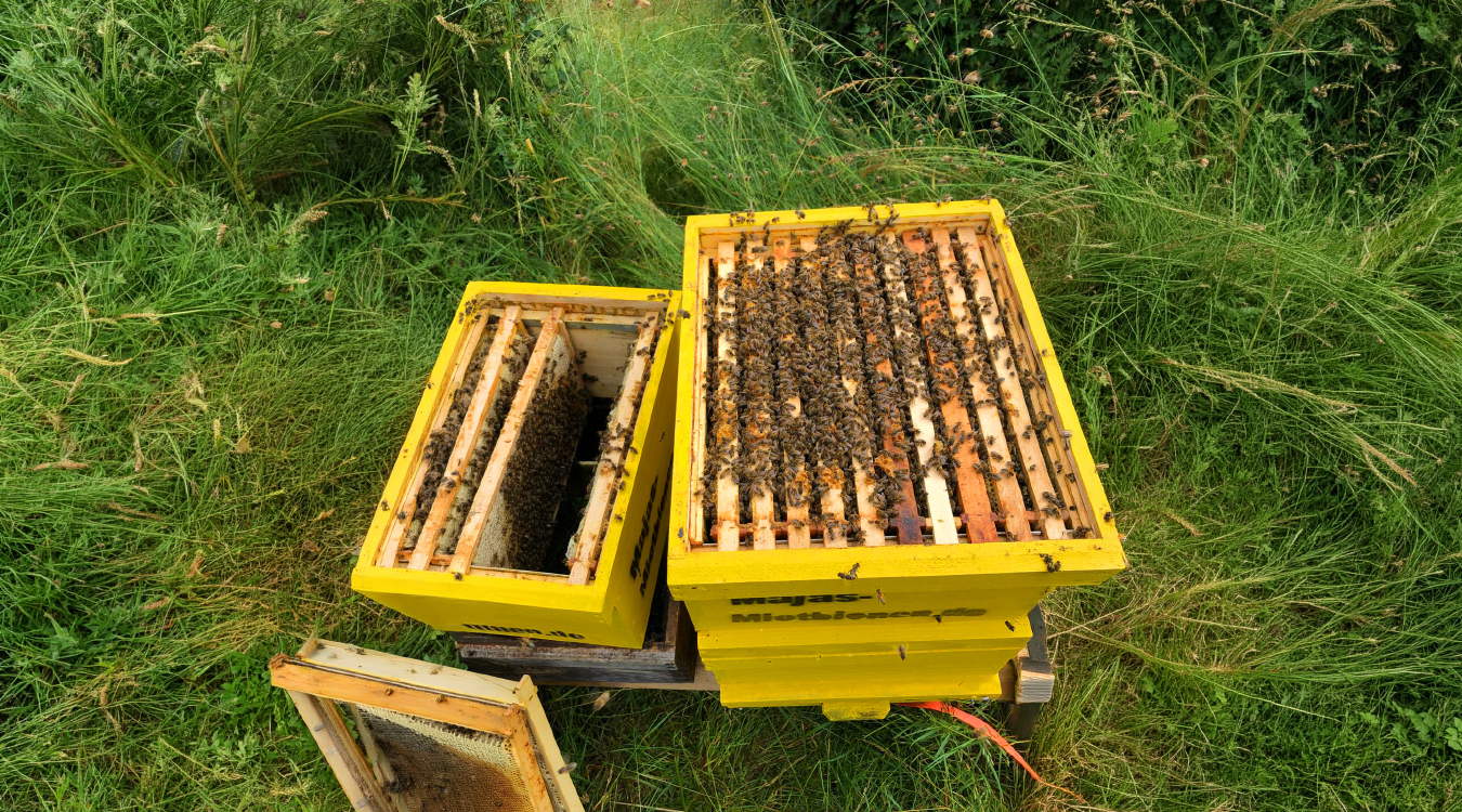 Honigbienen